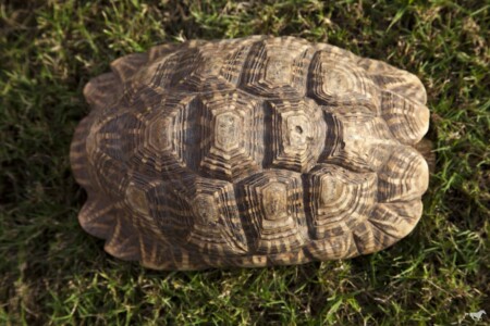 The potters are revisiting nature and form studies with Thomas, this super shy Indian Star Tortoise being the live reference.
Kachchh, translates as tortoise in Sanskrit, the land's topographical features resembling an upturned tortoise.