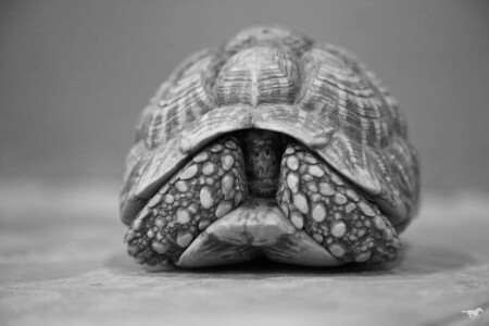 The potters are revisiting nature and form studies with Thomas, this super shy Indian Star Tortoise being the live reference.
Kachchh, translates as tortoise in Sanskrit, the land's topographical features resembling an upturned tortoise.