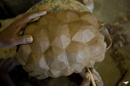 Watching the Indian Star Tortoise emerge through the day. A tortoise taught us, quite like Lewis Carroll wrote. 'Why did you call him Tortoise, if he wasn't one?' Alice asked. 'We called him Tortoise because he taught us,' said the Mock Turtle angrily: 'really you are very dull!'